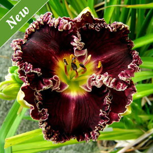 Dark Dubonnet Daylily