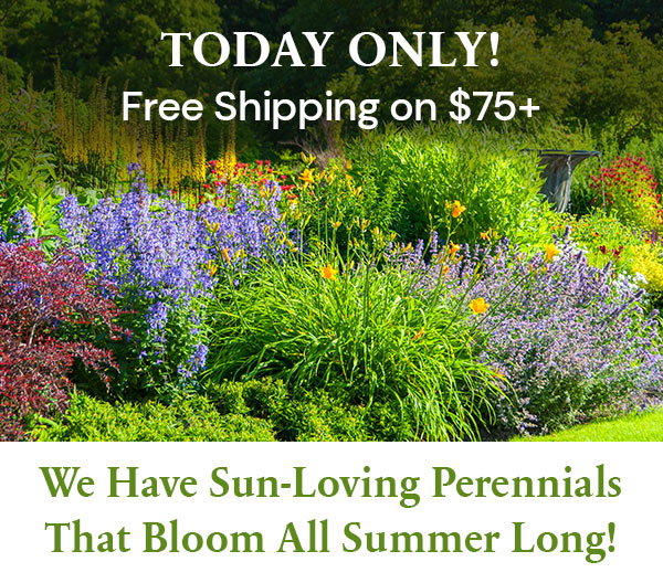 Free Shipping on $75
