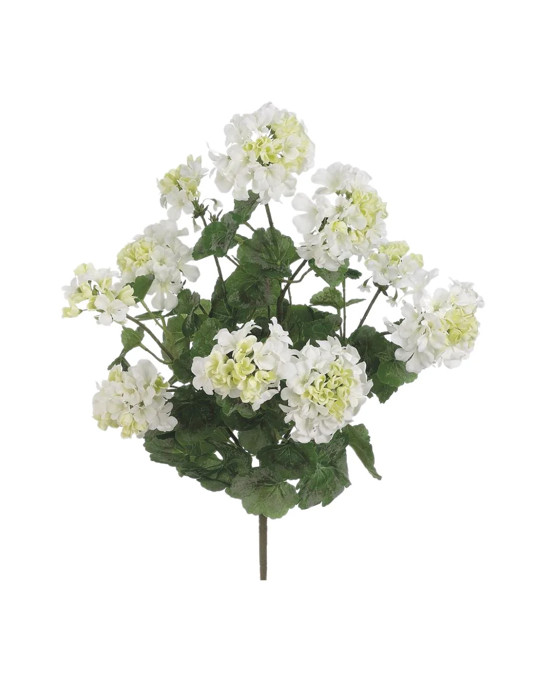Image of White Geranium Spray