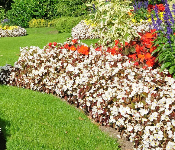A vibrant garden featuring a curved bed of white begonias, surrounded by colourful flowers and lush greenery.