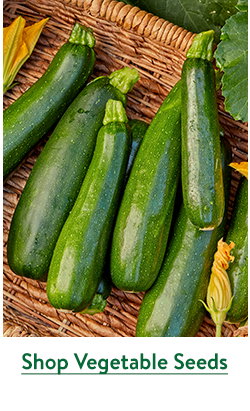 Direct Sow Vegetable Seeds