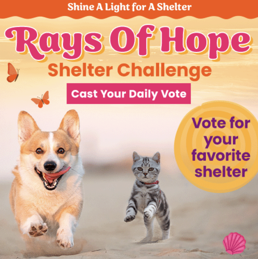 Rays of Hope Shelter Challenge -- VOTE NOW!