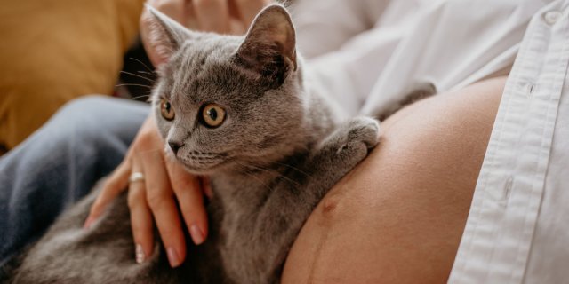 Est-ce que mon chat se
