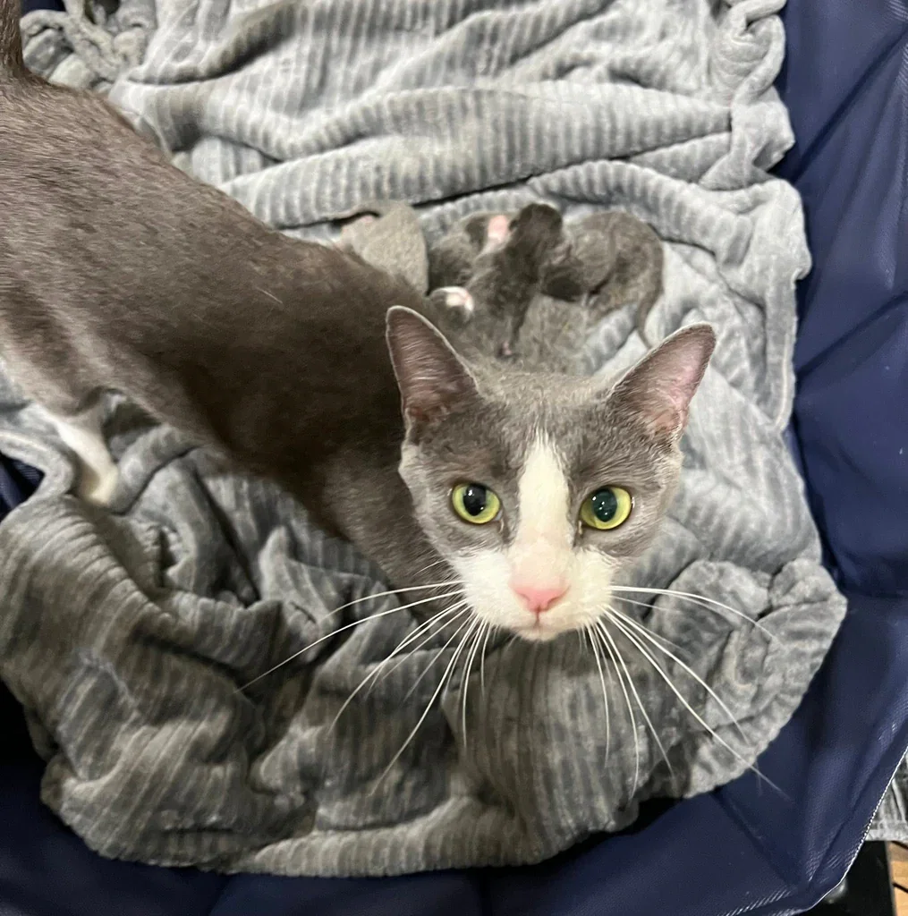 shelter cat in need