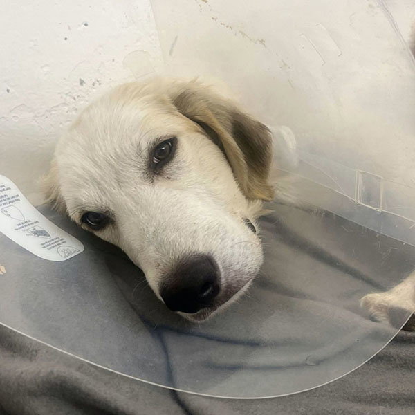 shelter dog in need