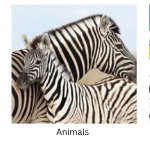 Animals