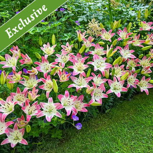 Strawberry Swirl Carpet Border Lily™