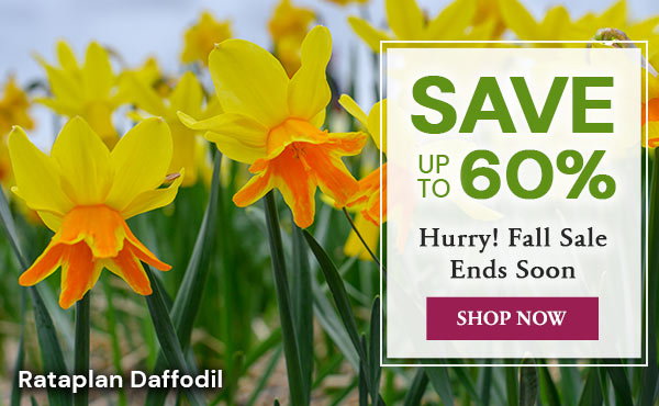Fall Sale - Save up to 60% ends Friday