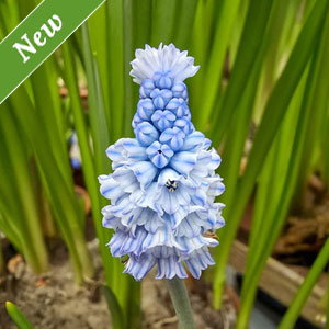 Azure Grape Hyacinth