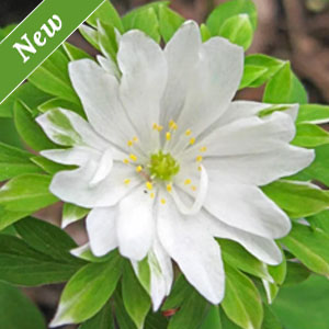 Green Collar Wood Anemone