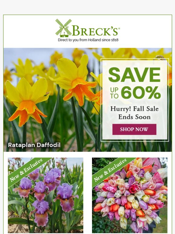 Save BIG on Beautiful Blooms – as Much as 60%