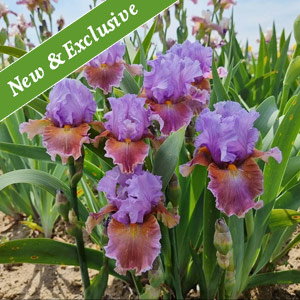 Blue Ignition Bearded Iris