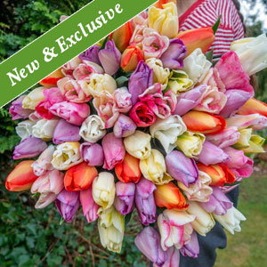 Pastel Breeze Tulip Mixture