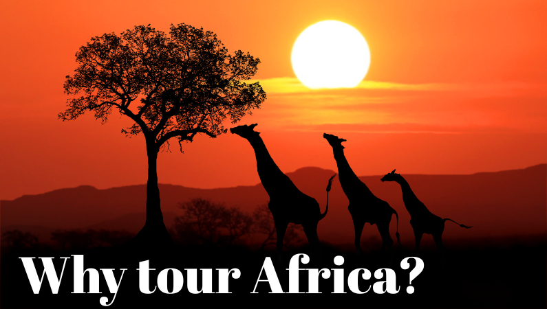 Giraffes, Africa