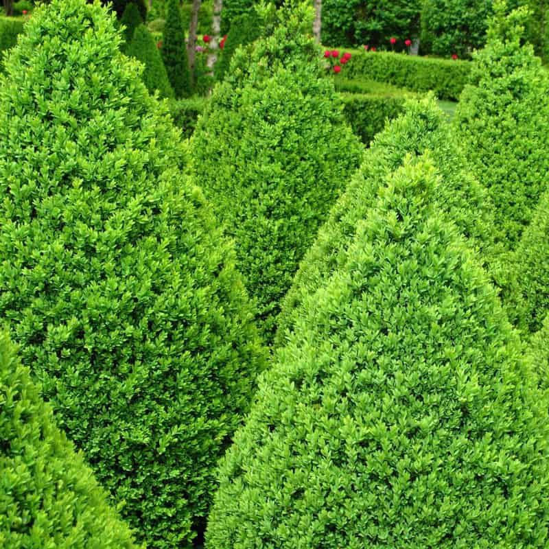 Boxwood Green Mountain
            
