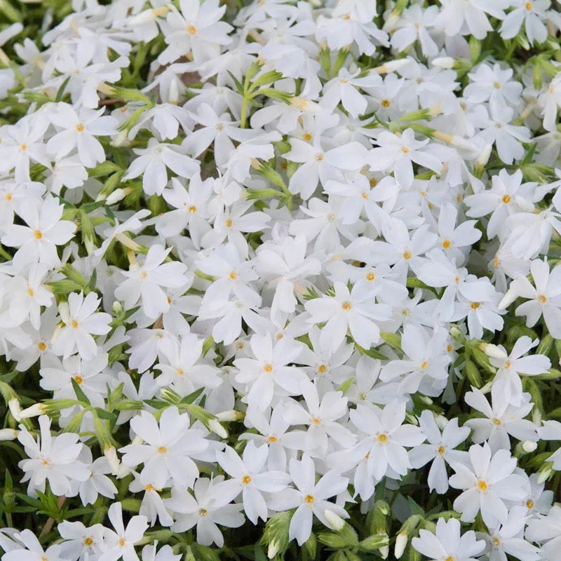 Snowflake Carpet Phlox

