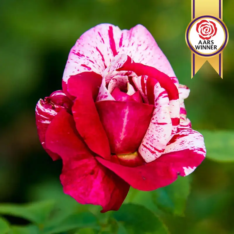 Scentimental™ Floribunda Rose
                  