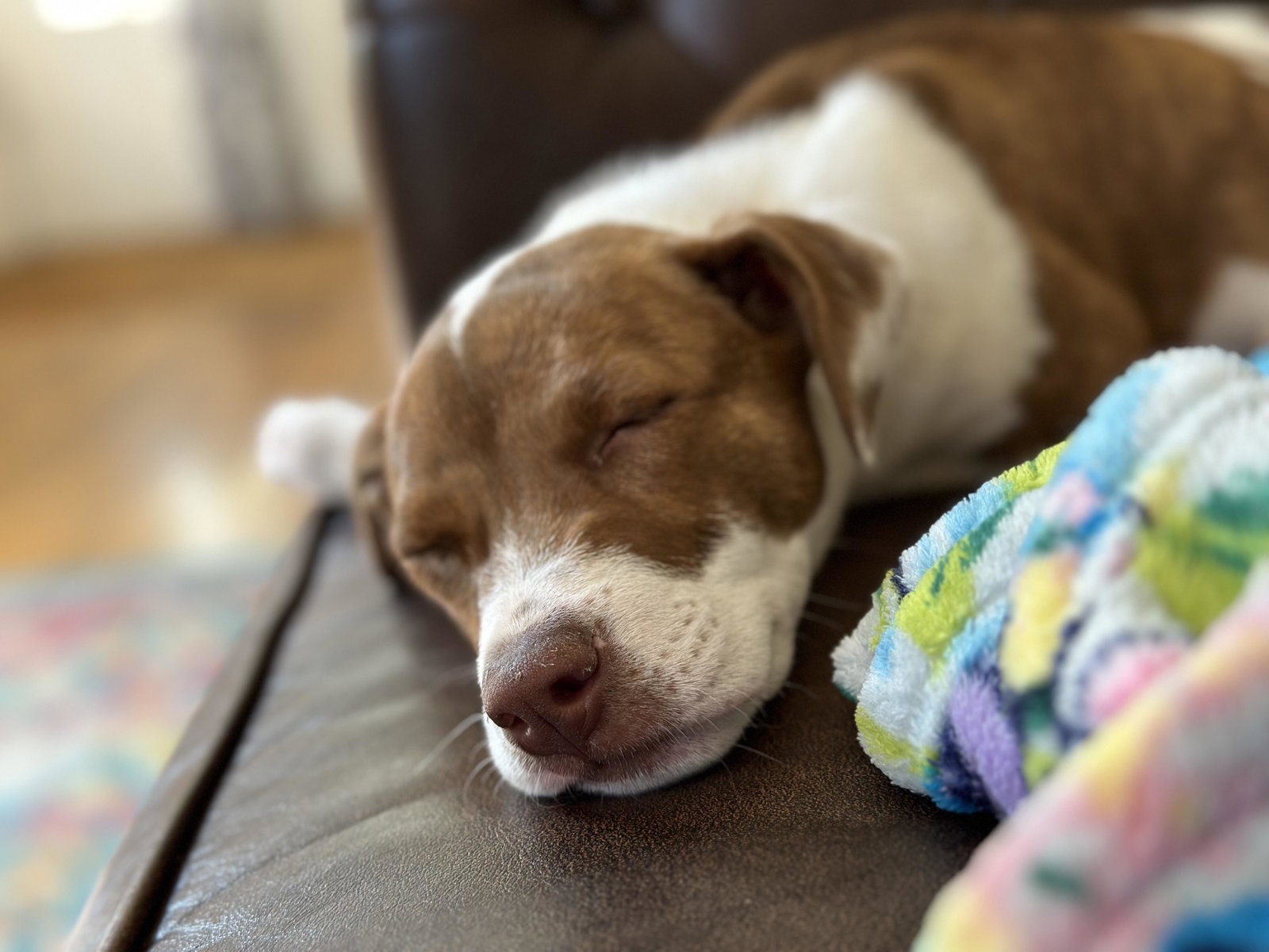 Here's How to Turn Your Favorite Pet Photo Into a Cute iPhone Emoji