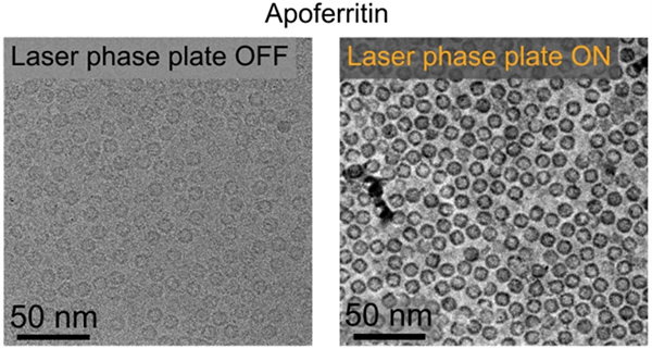 A composite of two cryo-EM images of the iron storage protein apoferritin, without (left) and with (right) a laser phase plate. The protein is more clearly defined in the image with the laser phase plate.