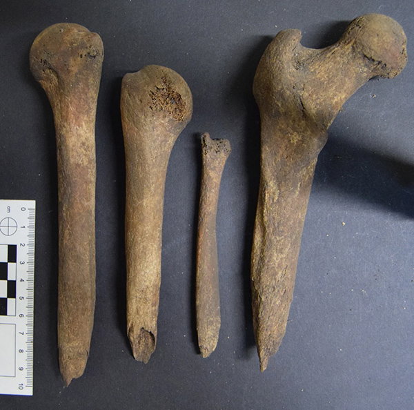 Four bones are laid out next to a 10 cm measuring scale.
