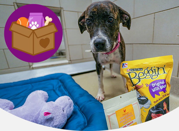 Storm's stay at the shelter is eased by donations.