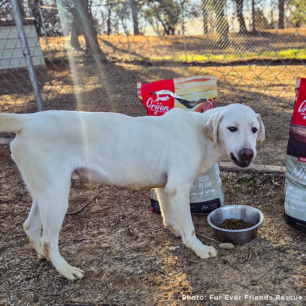 Sidney surrendered to a rural shelter when his owners could no longer feed or care for him.