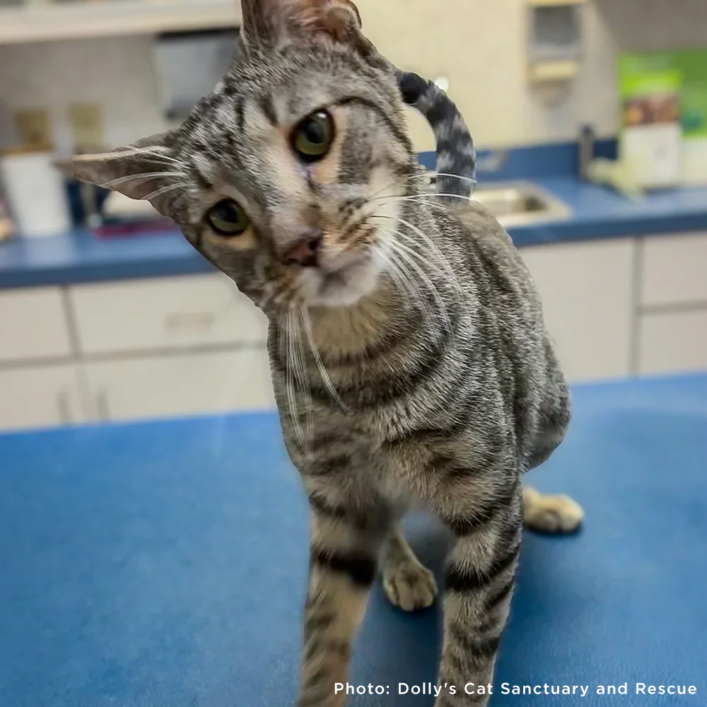 Bart was on the euthanasia list at an overcrowded shelter because he was labeled "too feral".