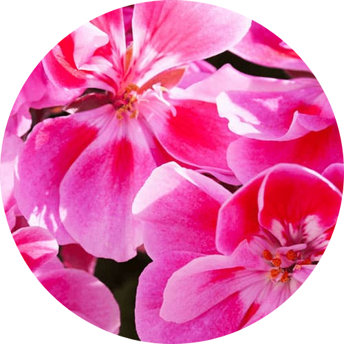 GERANIUM_ESSENTIAL_OIL