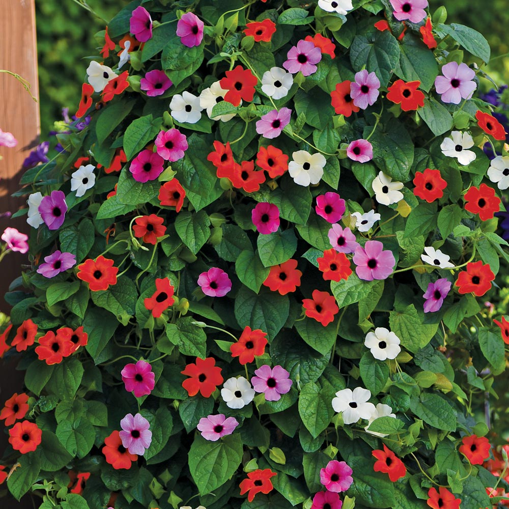 Thunbergia 'Harmony Trio'