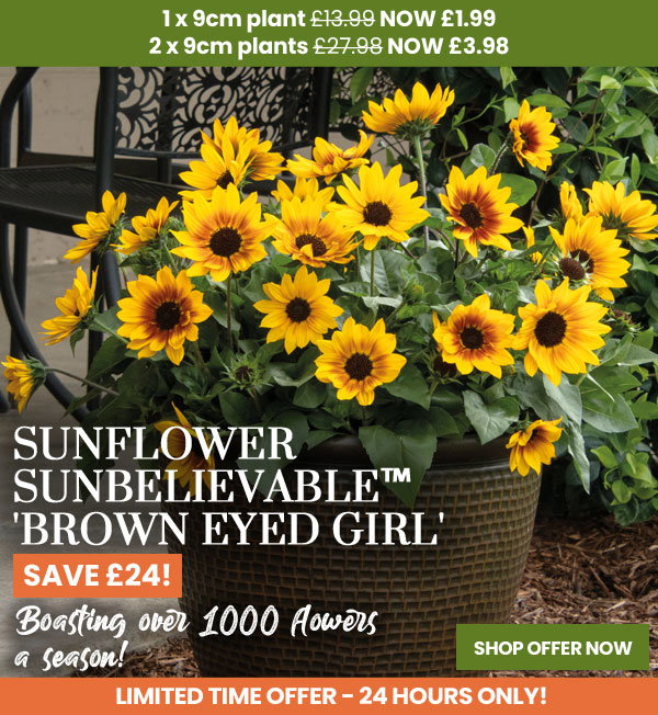 Sunflower SunBelievable™ 'Brown Eyed Girl'
