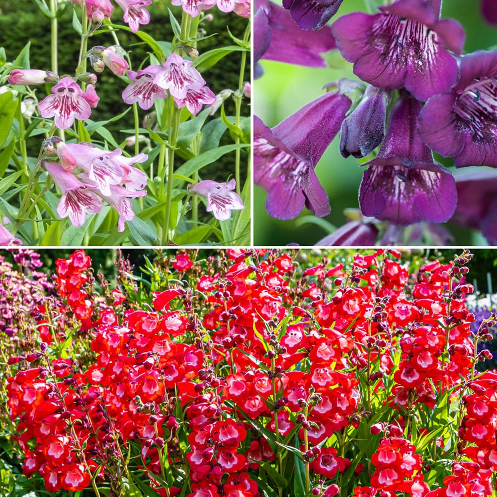 Penstemon 'Ice Cream Collection'