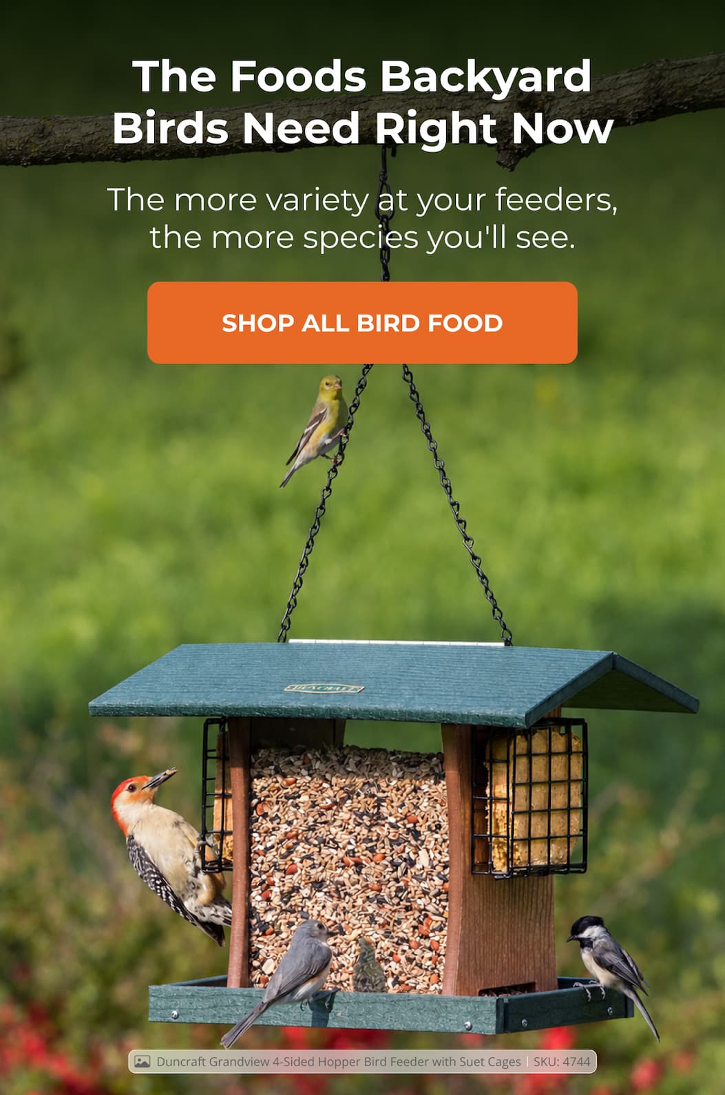 The Foods Backyard Birds Need Right Now