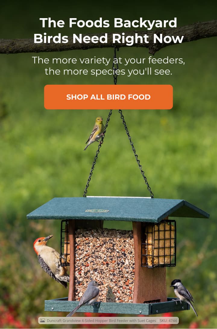 The Foods Backyard Birds Need Right Now