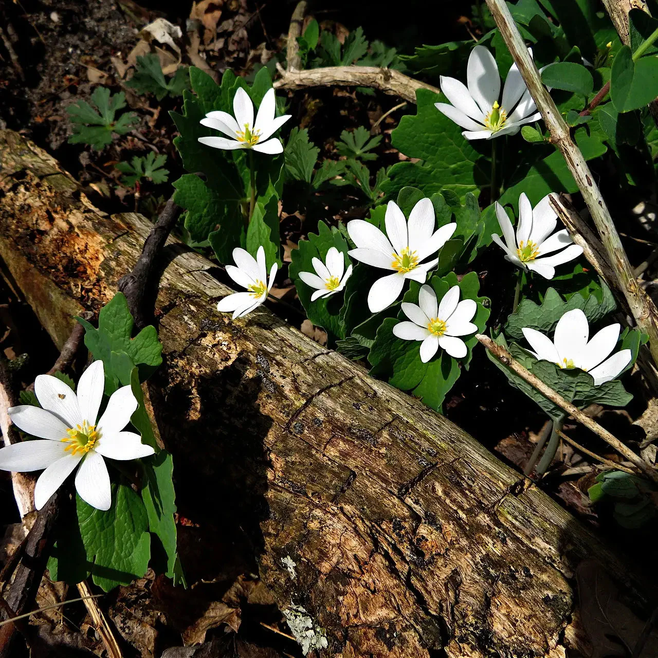 Image of Blood Root Plant