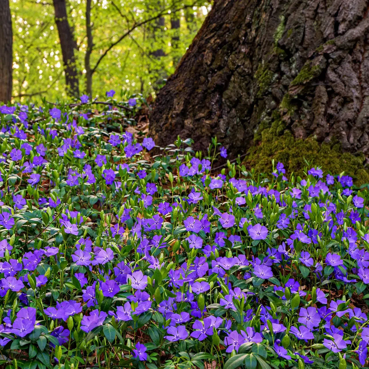 Image of Periwinkle Plant