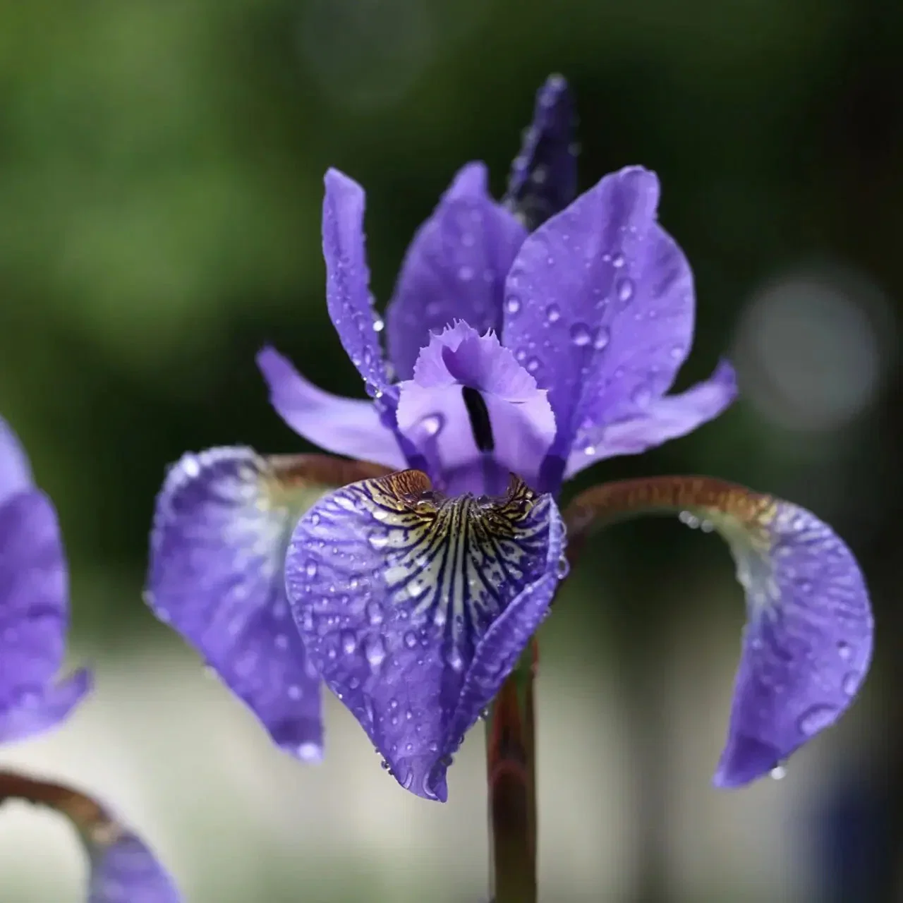 Image of Siberian Iris Plant
