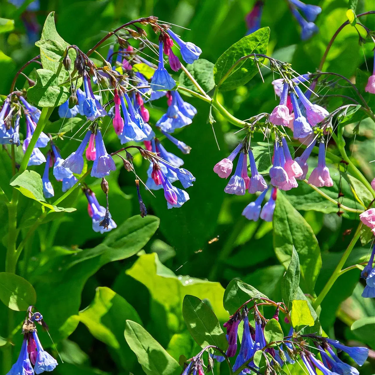 Image of Virginia Bluebells