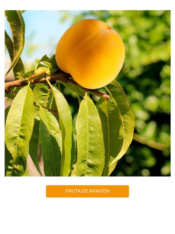 Nectarinas de Aragón