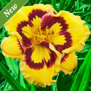 Deep Impact Reblooming Daylily