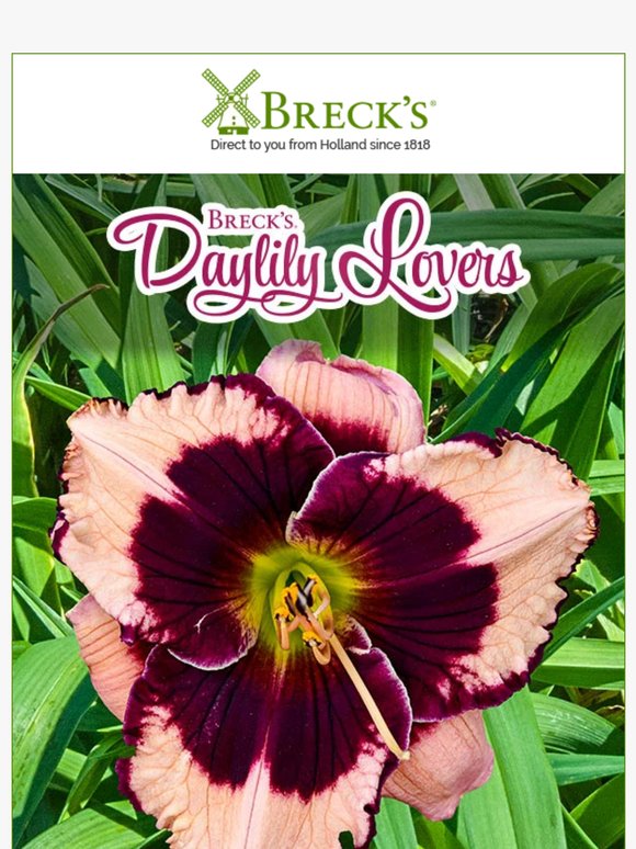 Daylilies: Tough, Reliable and Downright Fabulous!