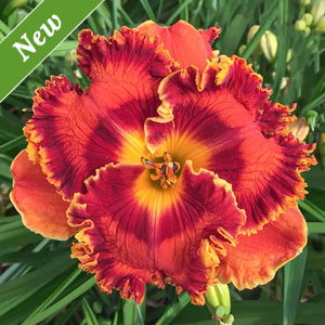 Feed the Flame Reblooming Daylily