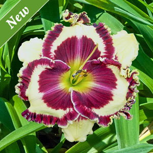 Kalamazoo Reblooming Daylily