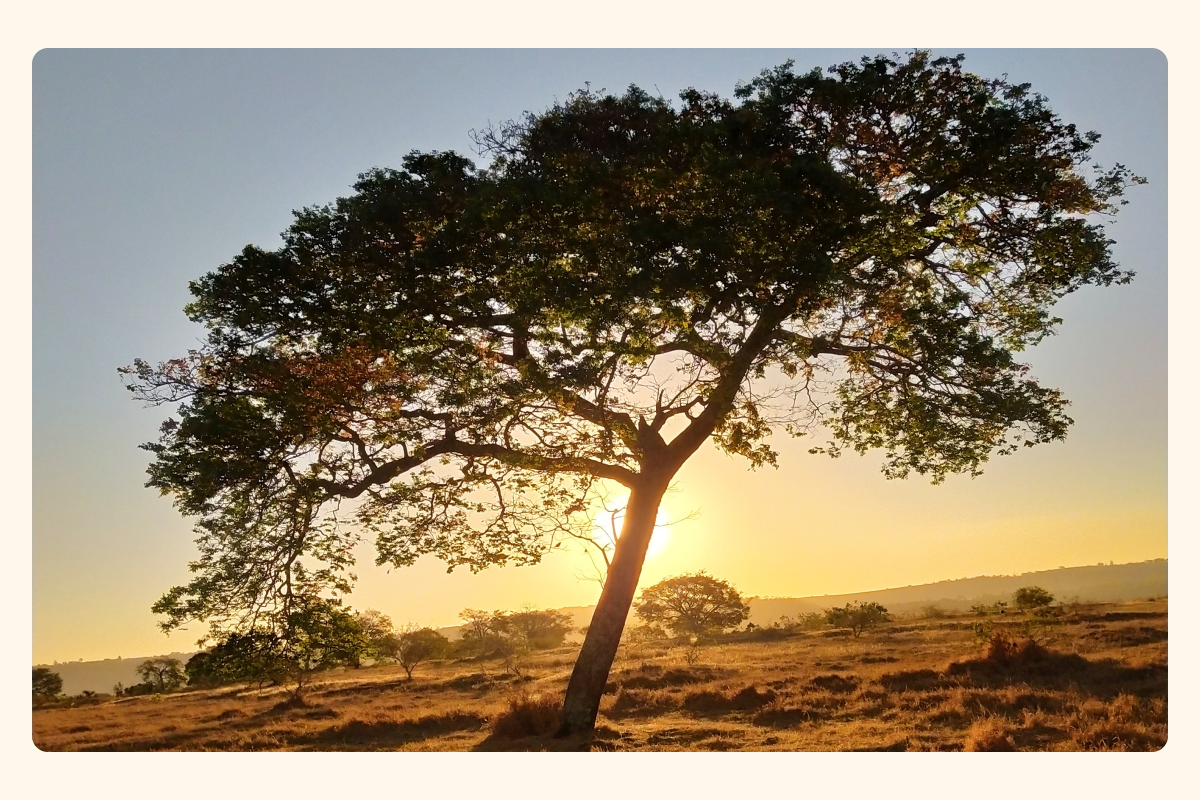 Copaiba