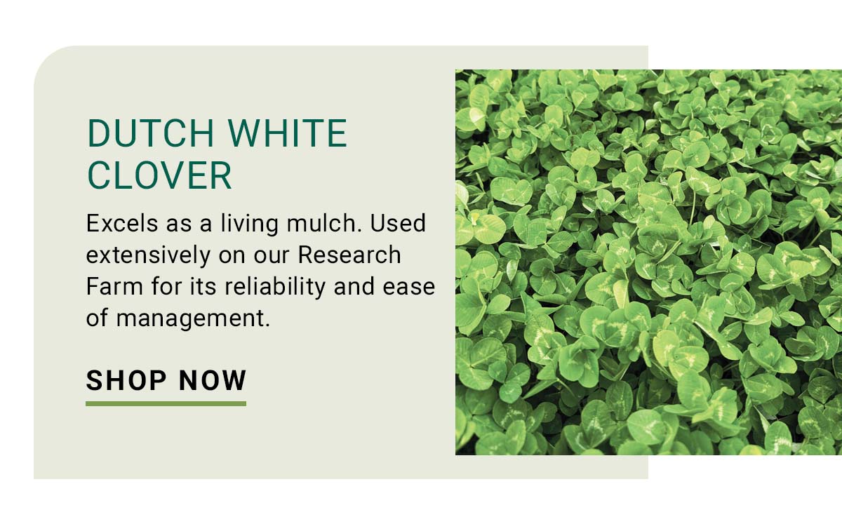 Dutch White Clover