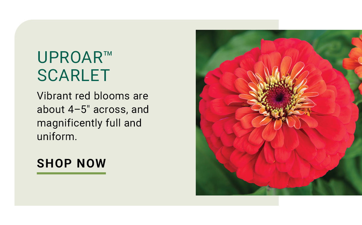 Uproar™ Scarlet (F1) Zinnia Seed