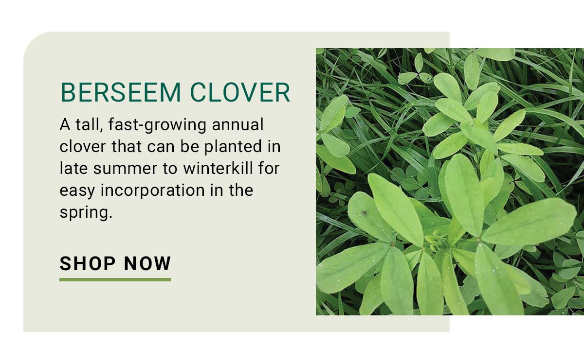 Berseem Clover