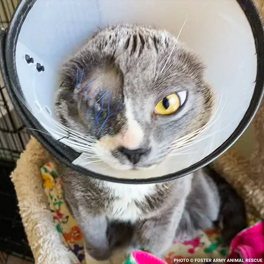 James healing after survey to remove his inflamed eye.
