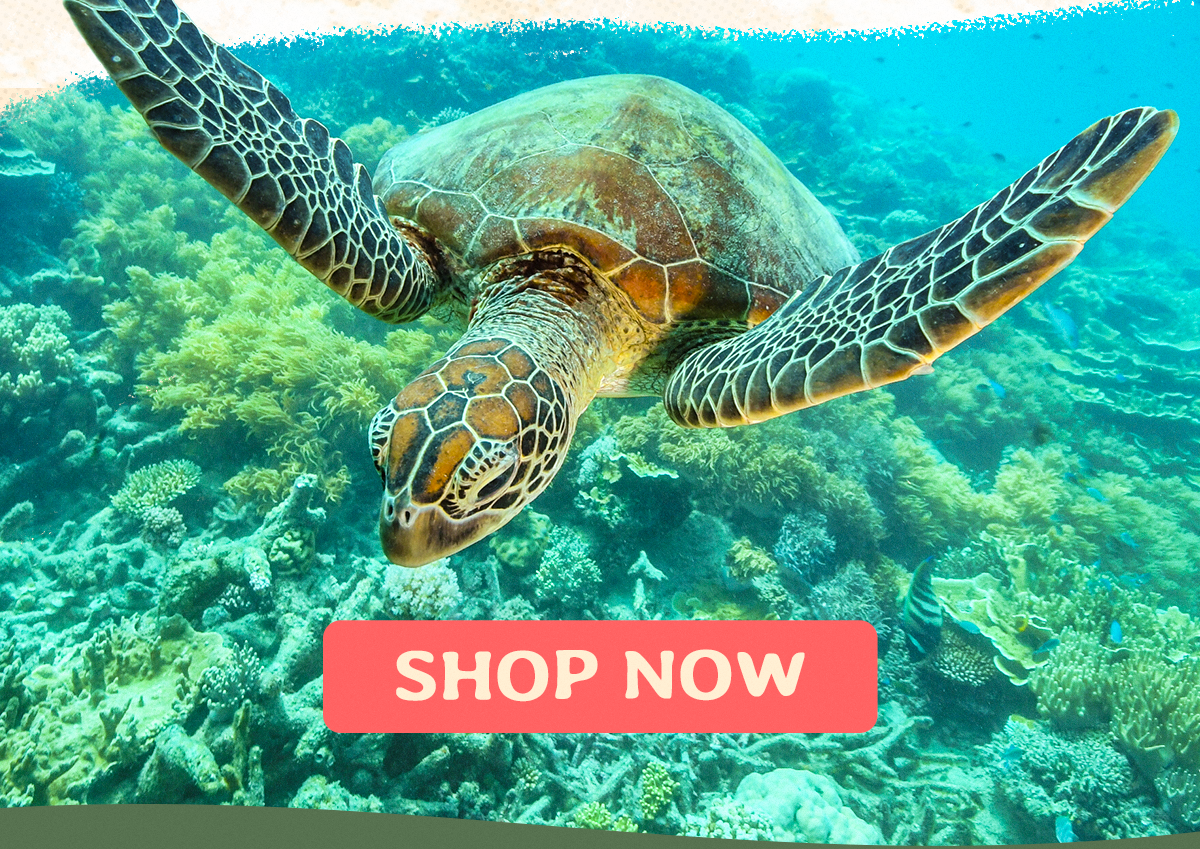 Celebrate Sea Turtle Week with intention. Our exclusive Save the Turtles T-shirt represents a commitment to preserving these remarkable marine creatures for generations to come. Shop this drop now!