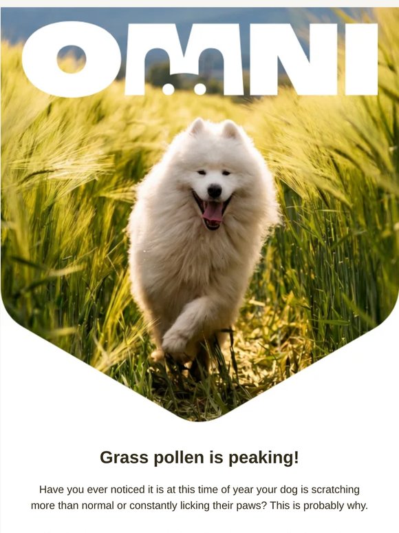 🌾 The allergy fix most dog lovers discover too late