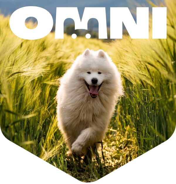 Dog running